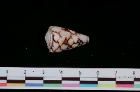 藏品(大理石芋螺)的圖片